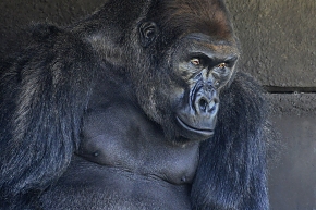 komale (gorilla gorilla) 4-2022 2132